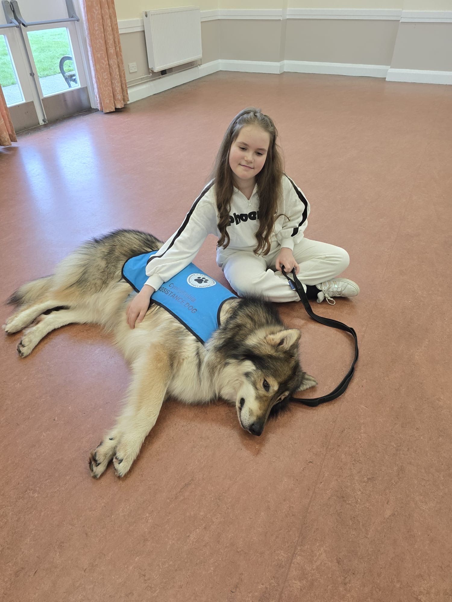 Girl sitting on the floor gently resting her hand on a large Northern Inuit in Cynophobia Assistance Dog vest