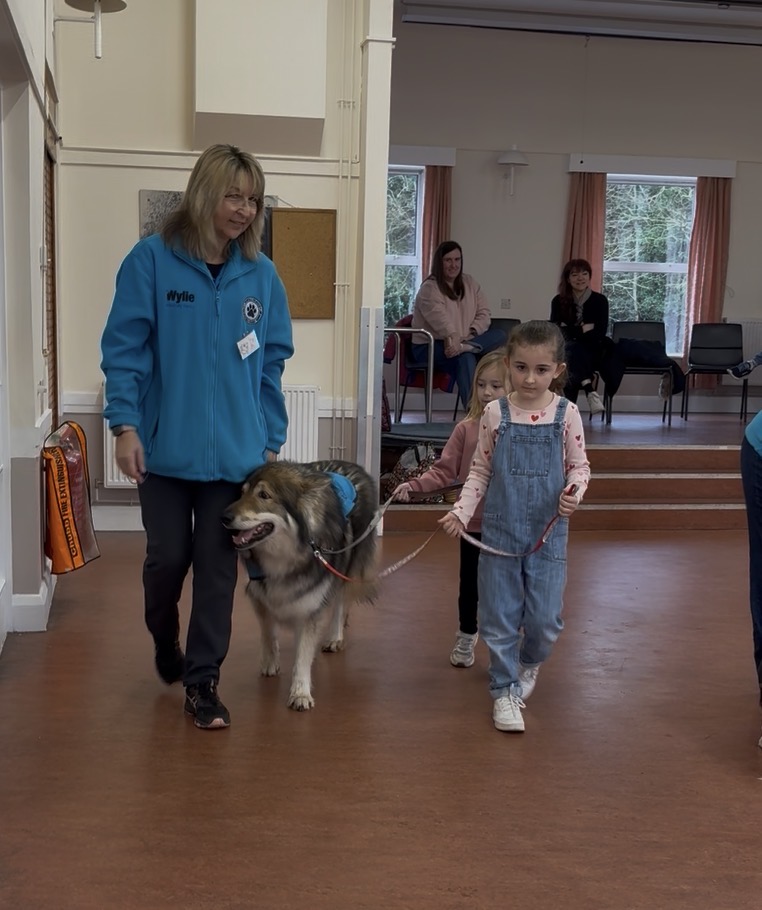 Girl walking a large Northern Inuit on lead alongside handler in blue jacket through the village hall