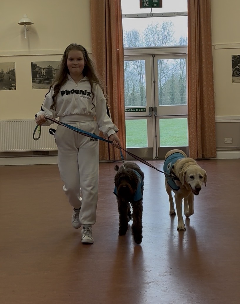 Girl smiling while confidently walking an Australian Labradoodle and a Labrador in blue vests through the village hall