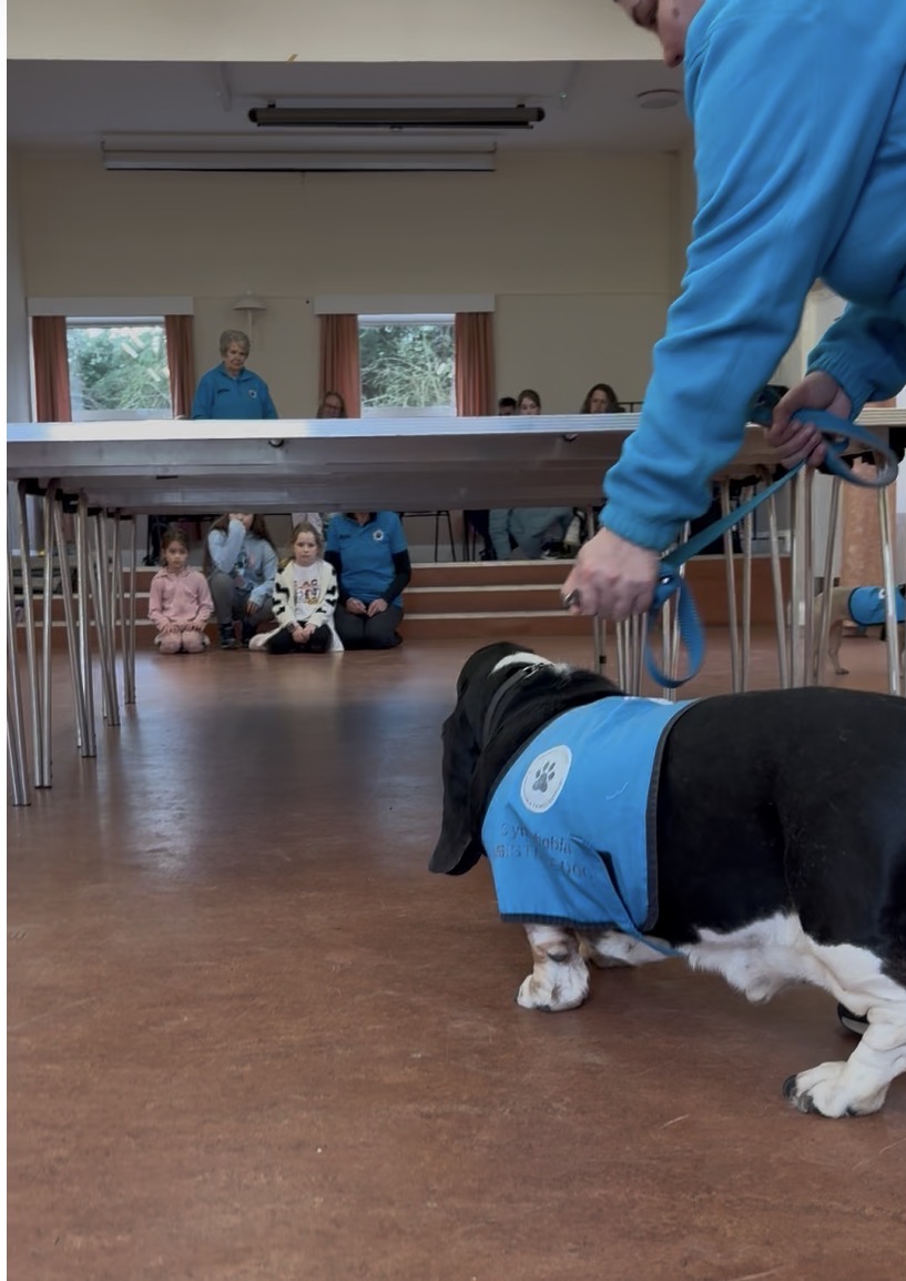 Basset hound in blue vest being walked past children sitting under a table during a desensitisation exercise