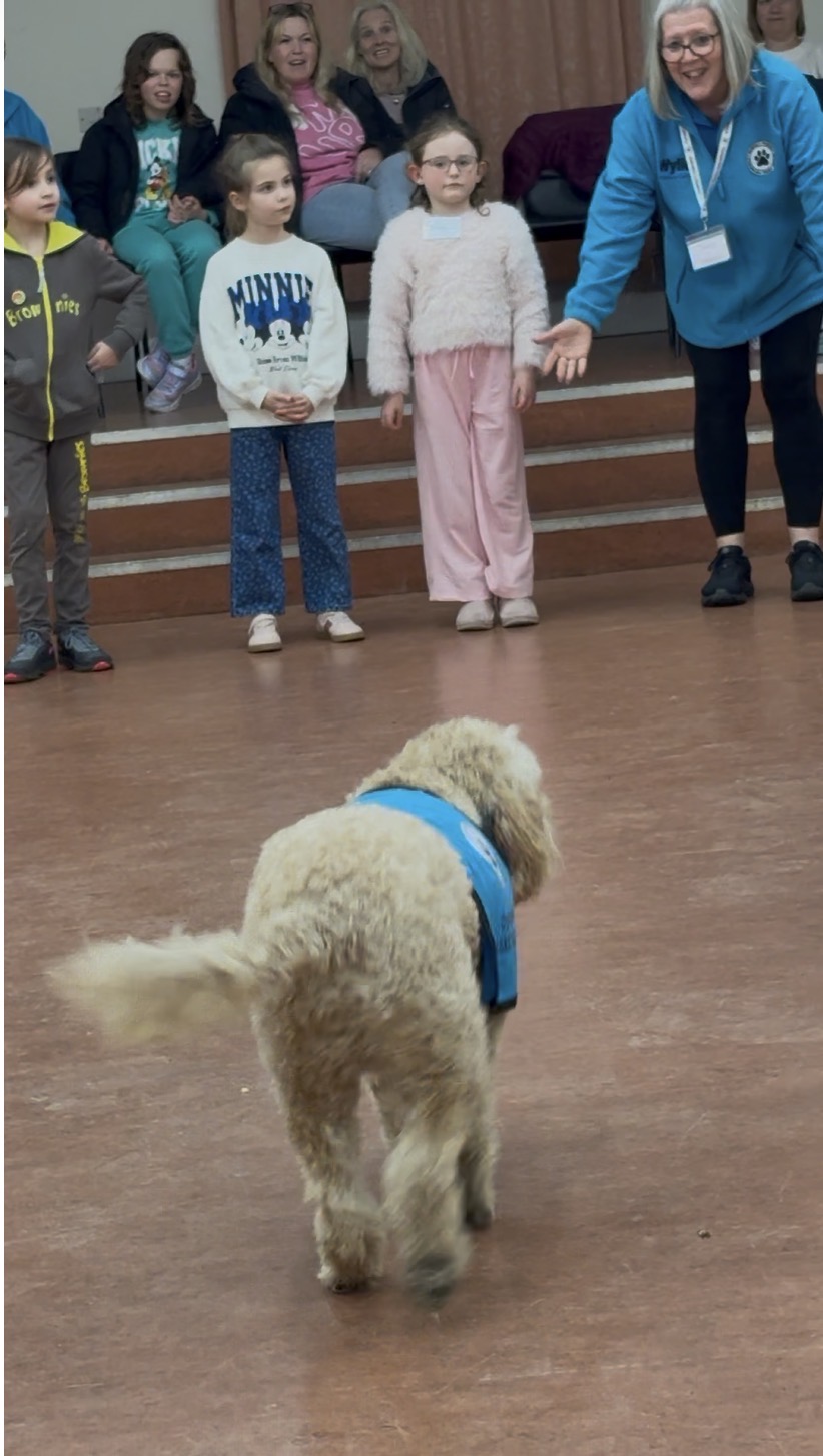 Cockerpoo in blue vest walking towards children as handler encourages them to stand calmly