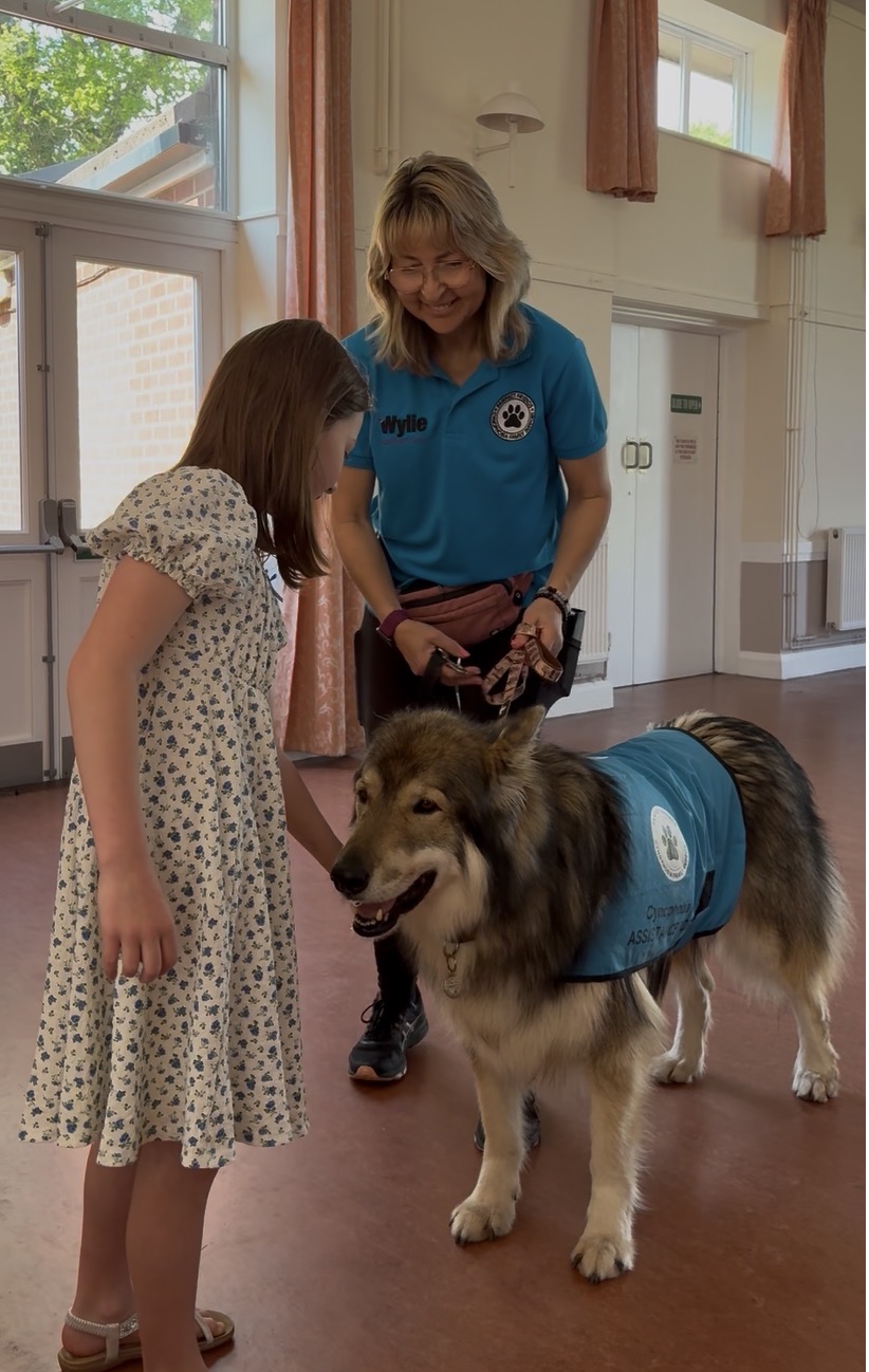 Girl meeting a large Northern Inuit in Cynophobia Assistance Dog vest with handler in the village hall