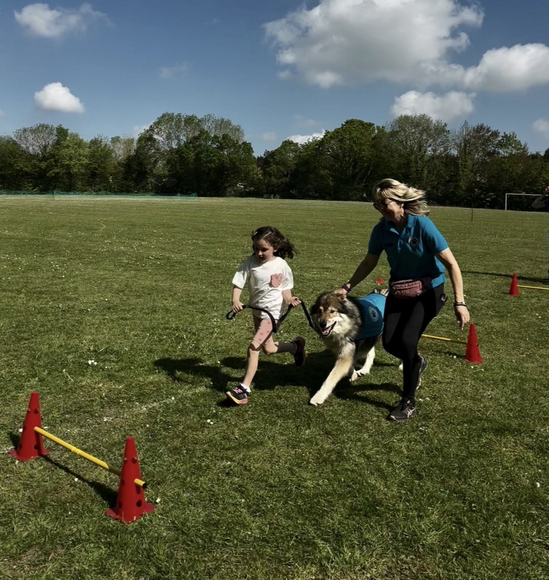 Girl running an outdoor agility course with a Northern Inuit and handler through cones on the playing field