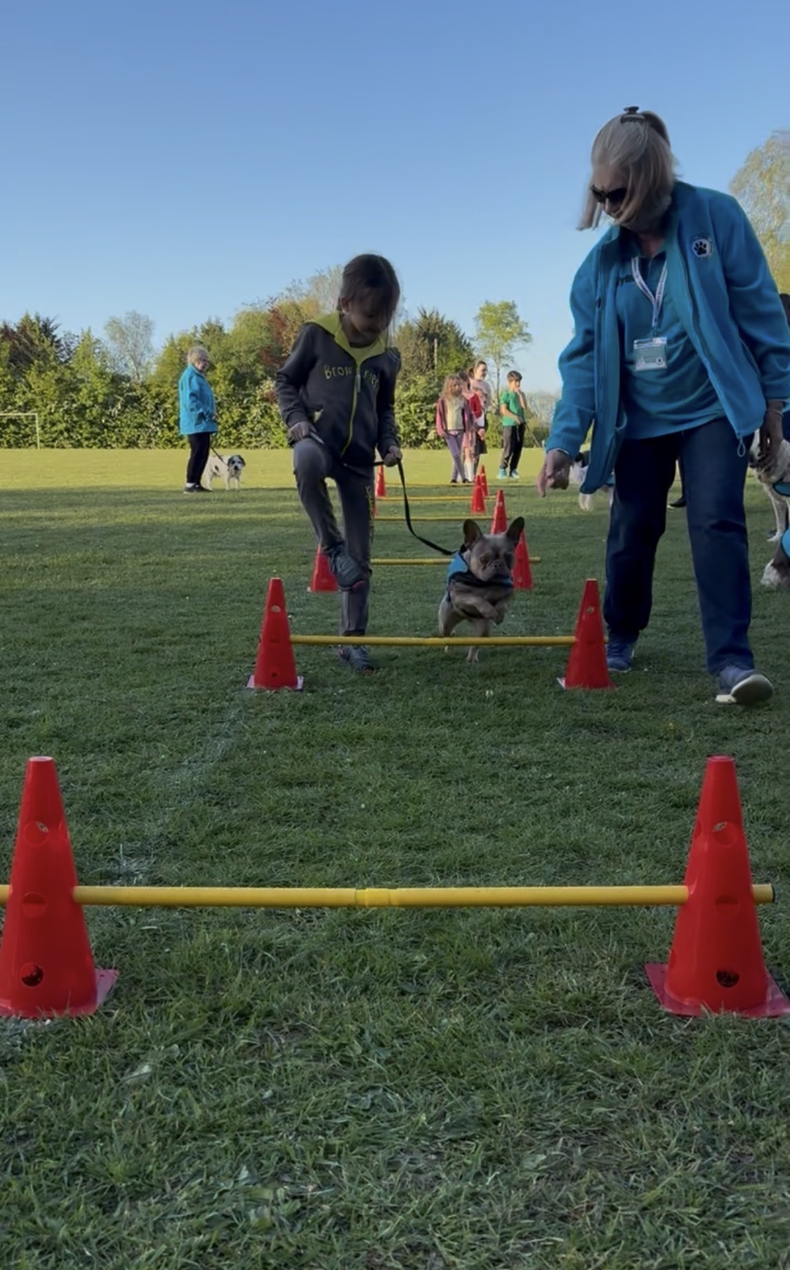 Girl leading a French Bulldog through a cone and pole agility course on the field with handler guiding alongside