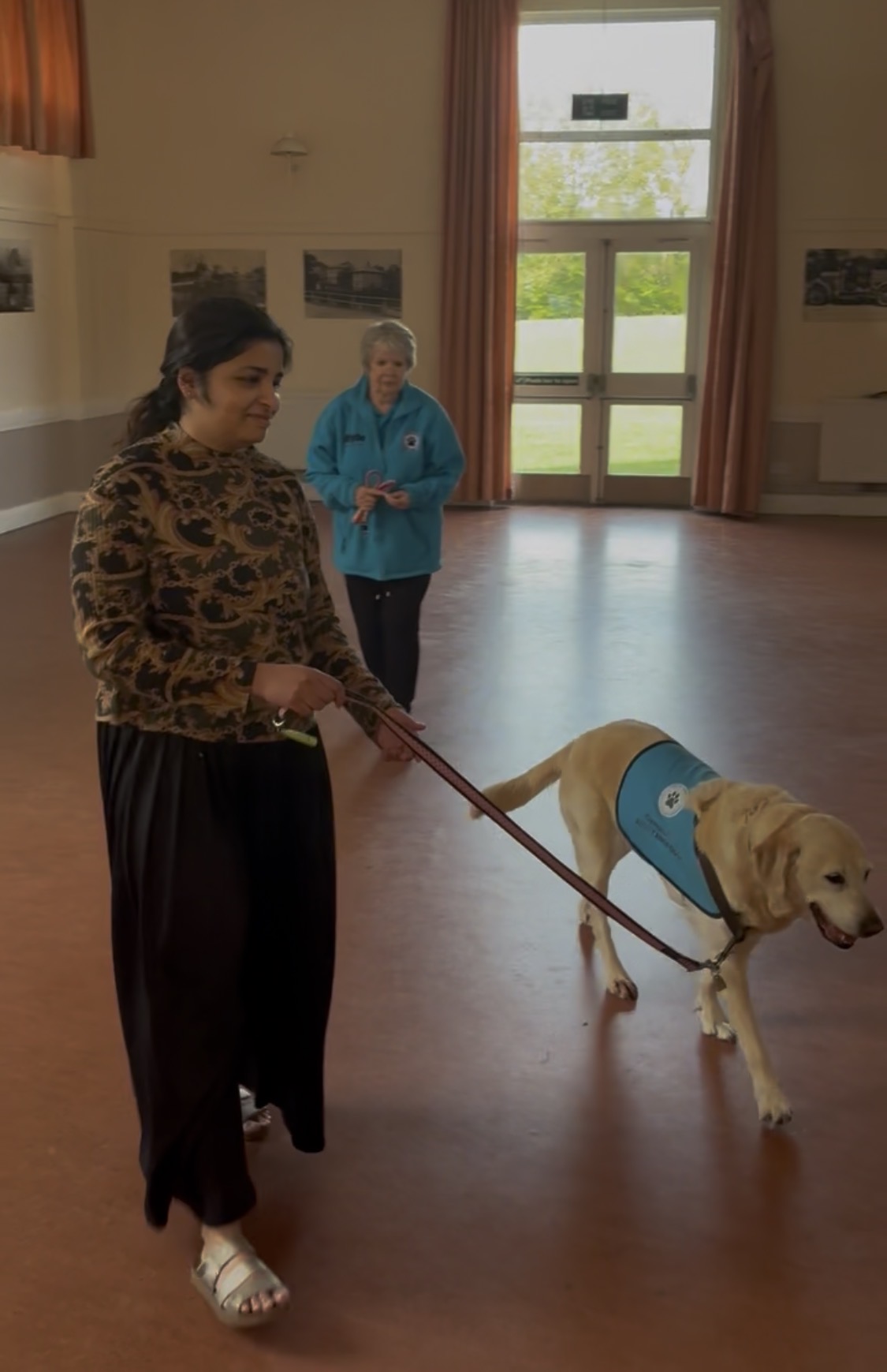 Adult member walking a Labrador in Cynophobia Assistance Dog vest through the village hall with handler watching